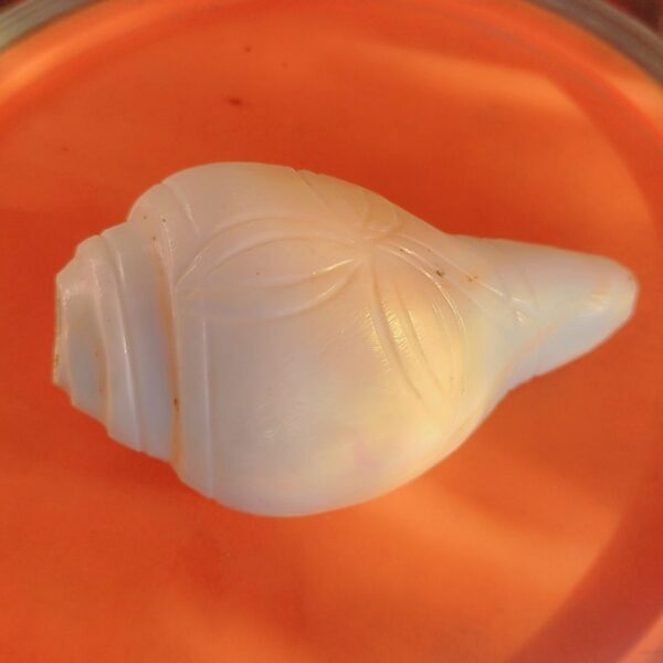 Shankha